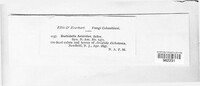 Phyllachora aristidae image